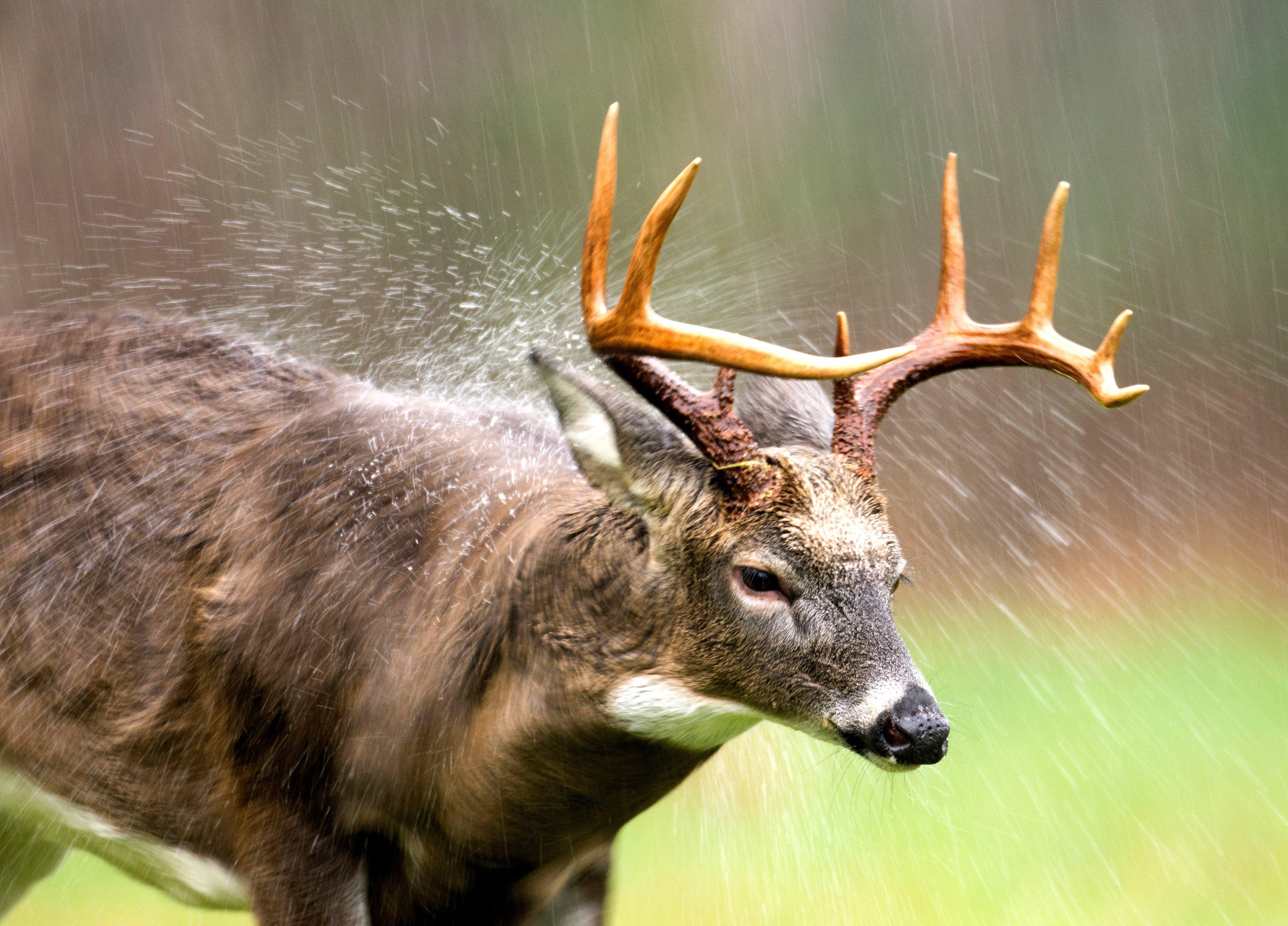 Image: ImageBy_Tony Campbell_buck_rain